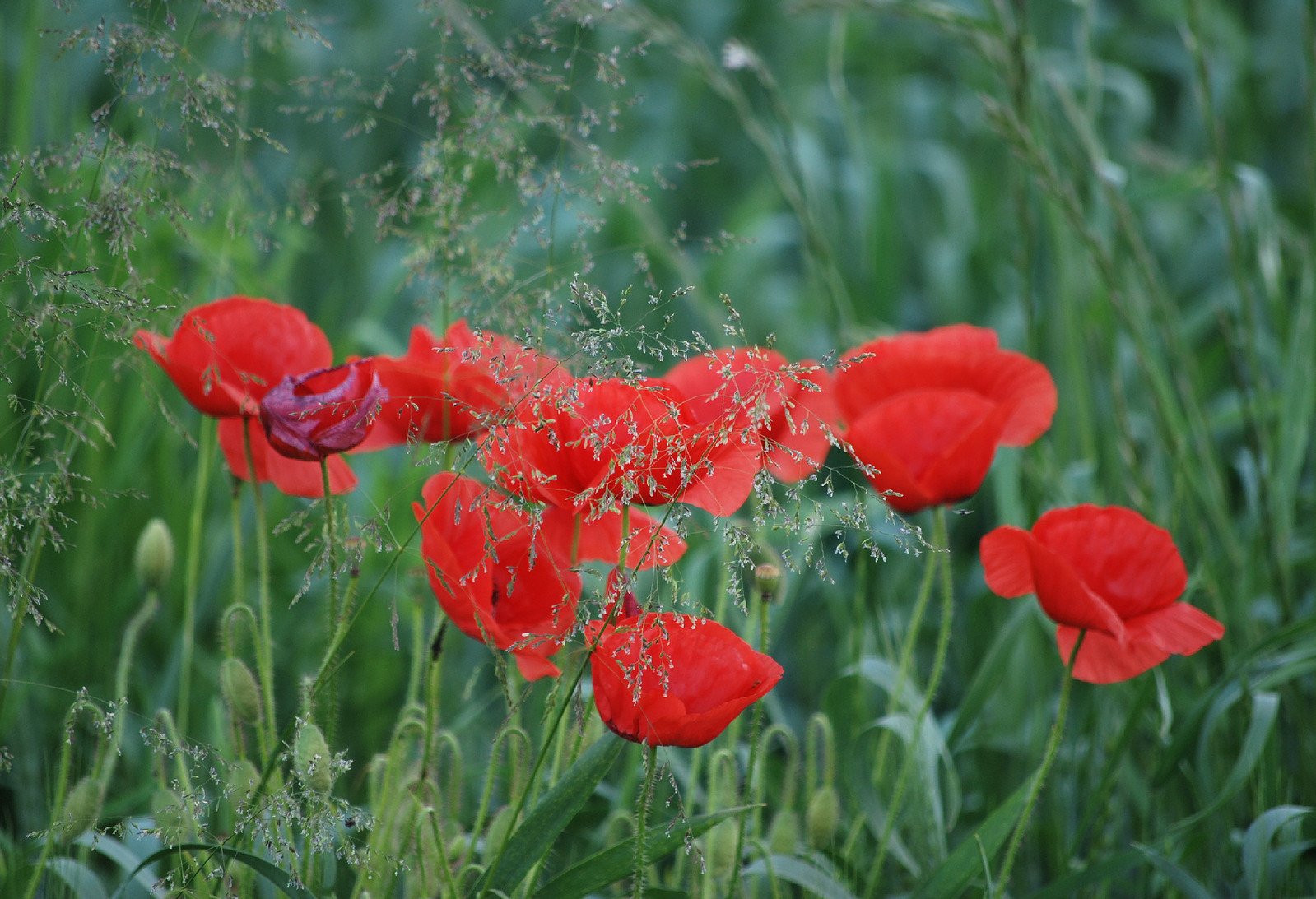 red flowers in a field with grass