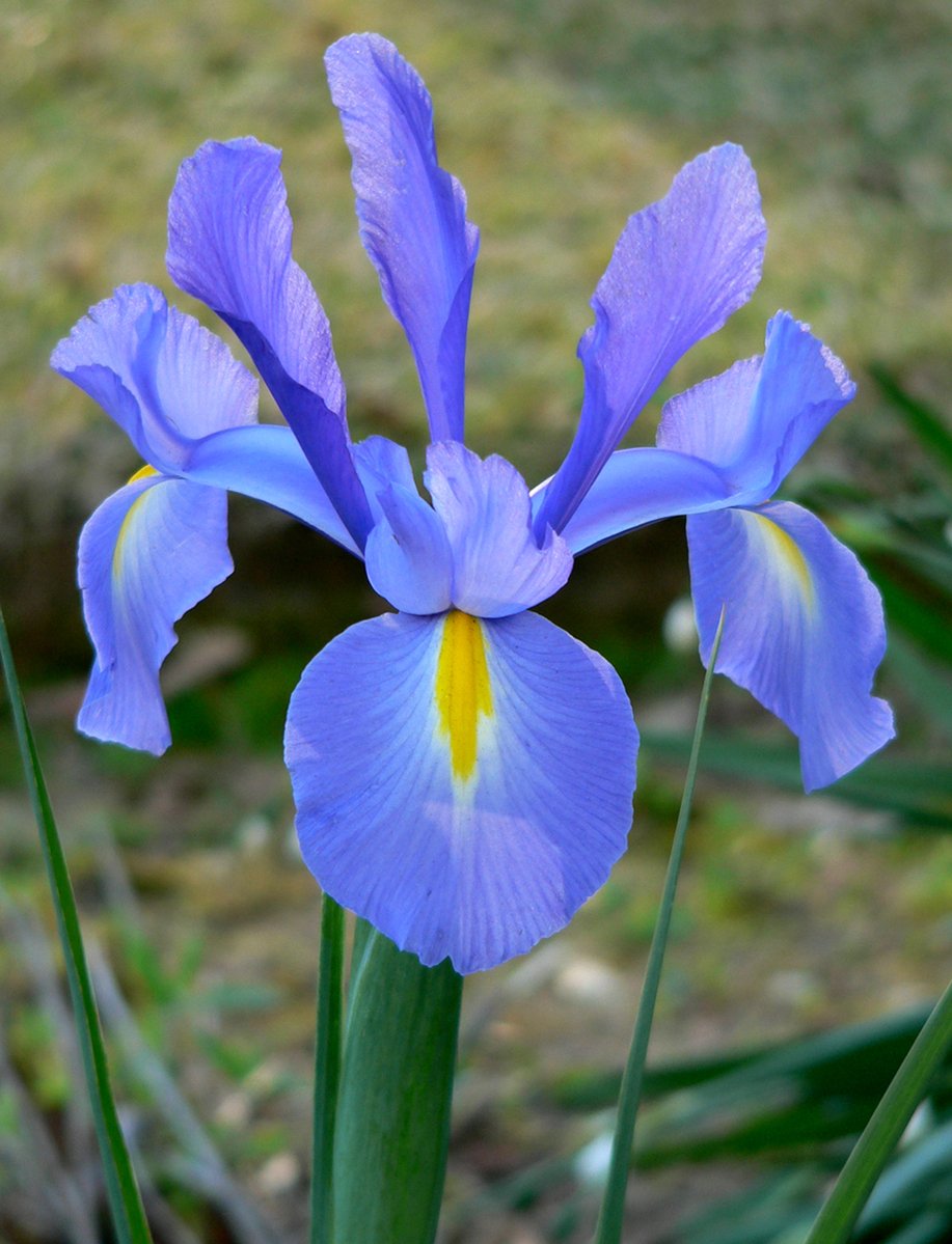 a blue and yellow iris flower with some green stems