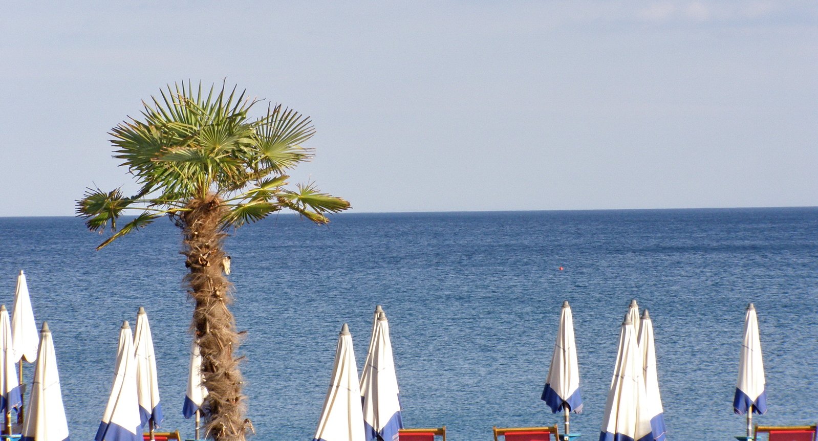 a palm tree near the ocean on an sunny day