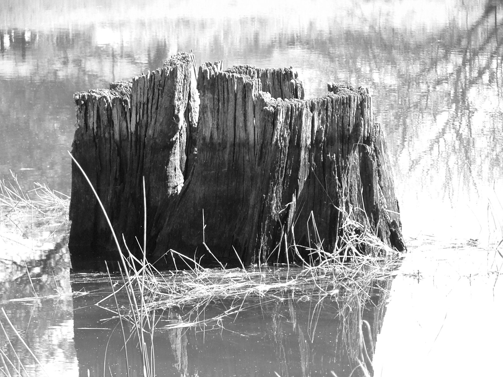 a wooden structure sitting in the middle of a swamp