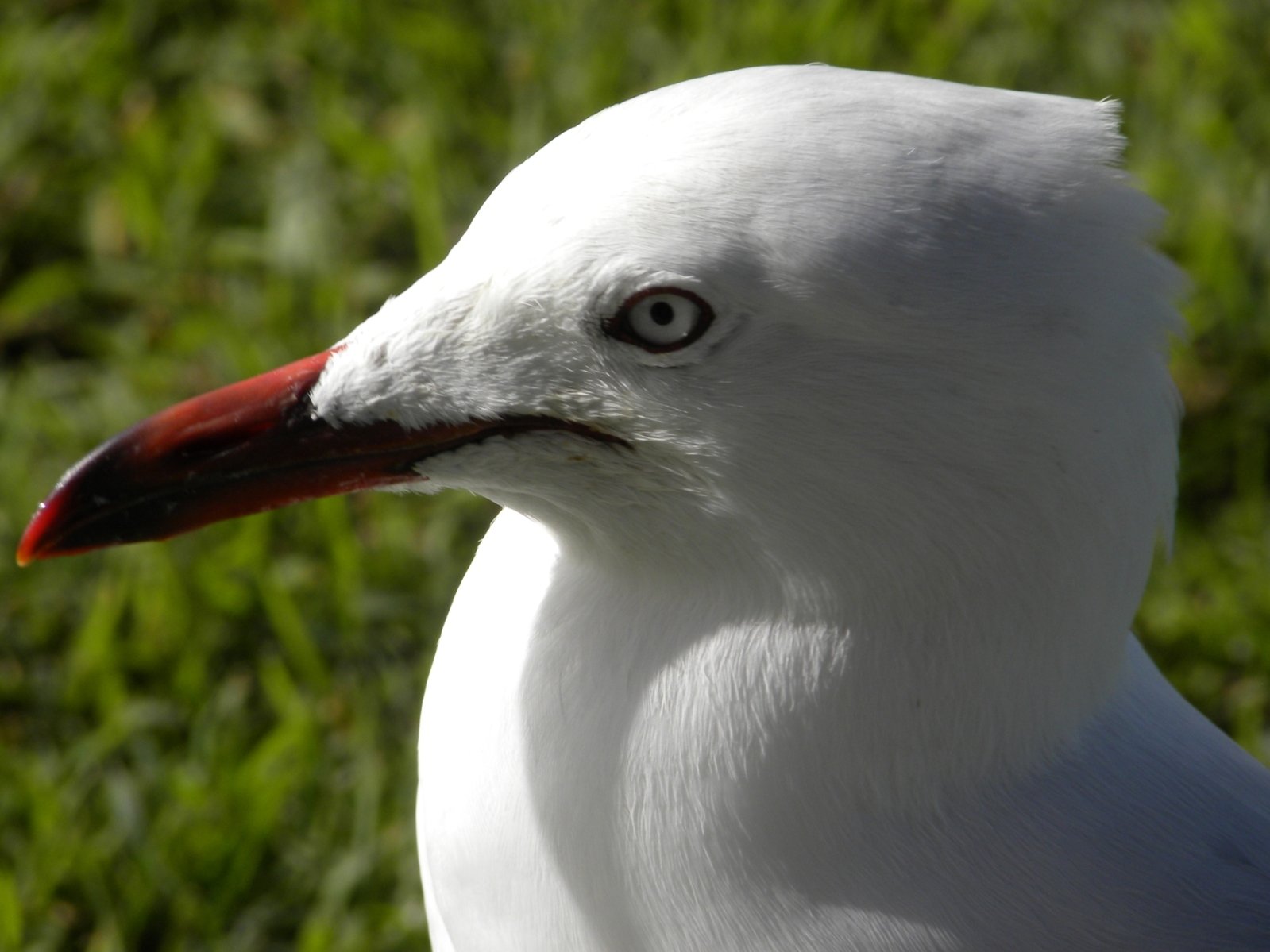 a close up of a bird on grass