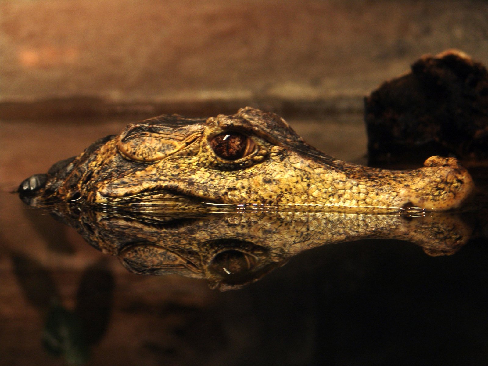 a alligator's head reflected in the water