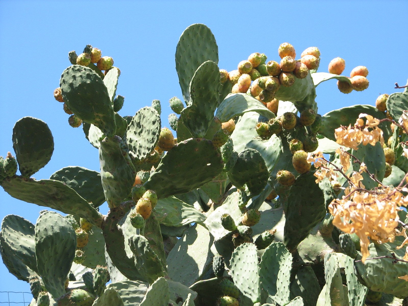 a cactus is shown in the sun by itself