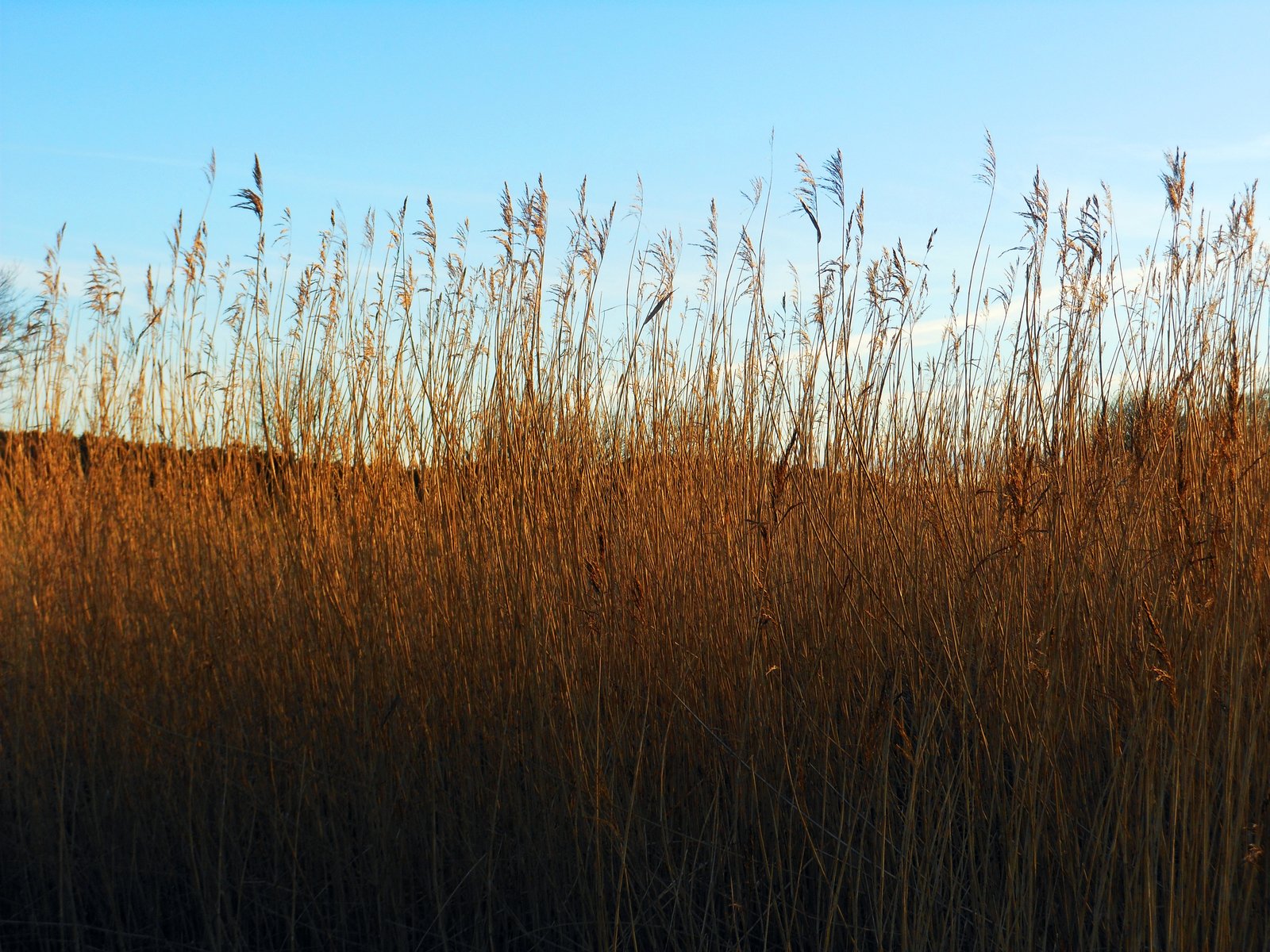 a field of tall grass with the sky in the background