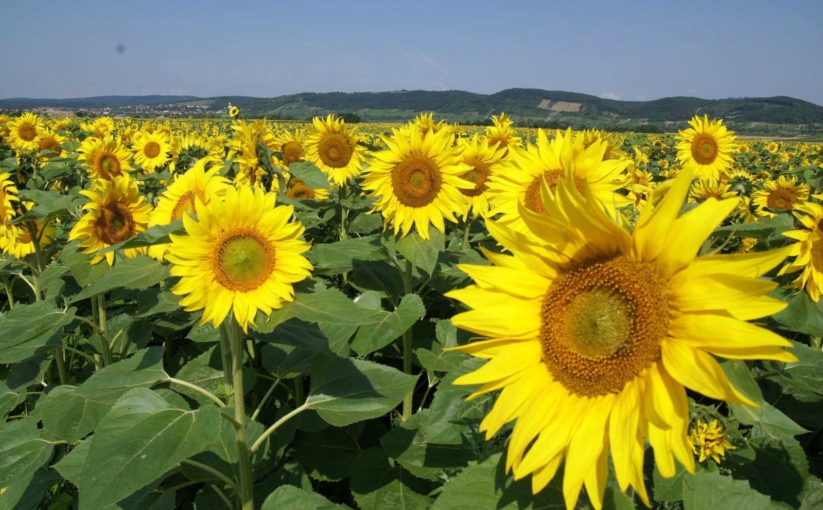 a field with many sunflowers and a hill in the background