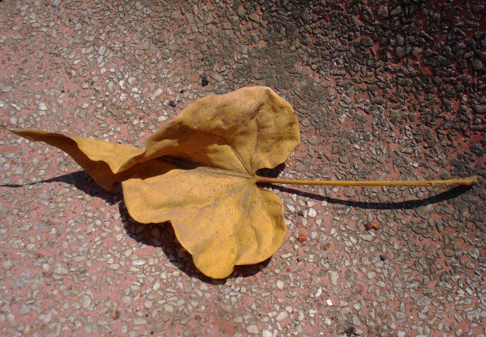 a yellow leaf sitting on top of a street