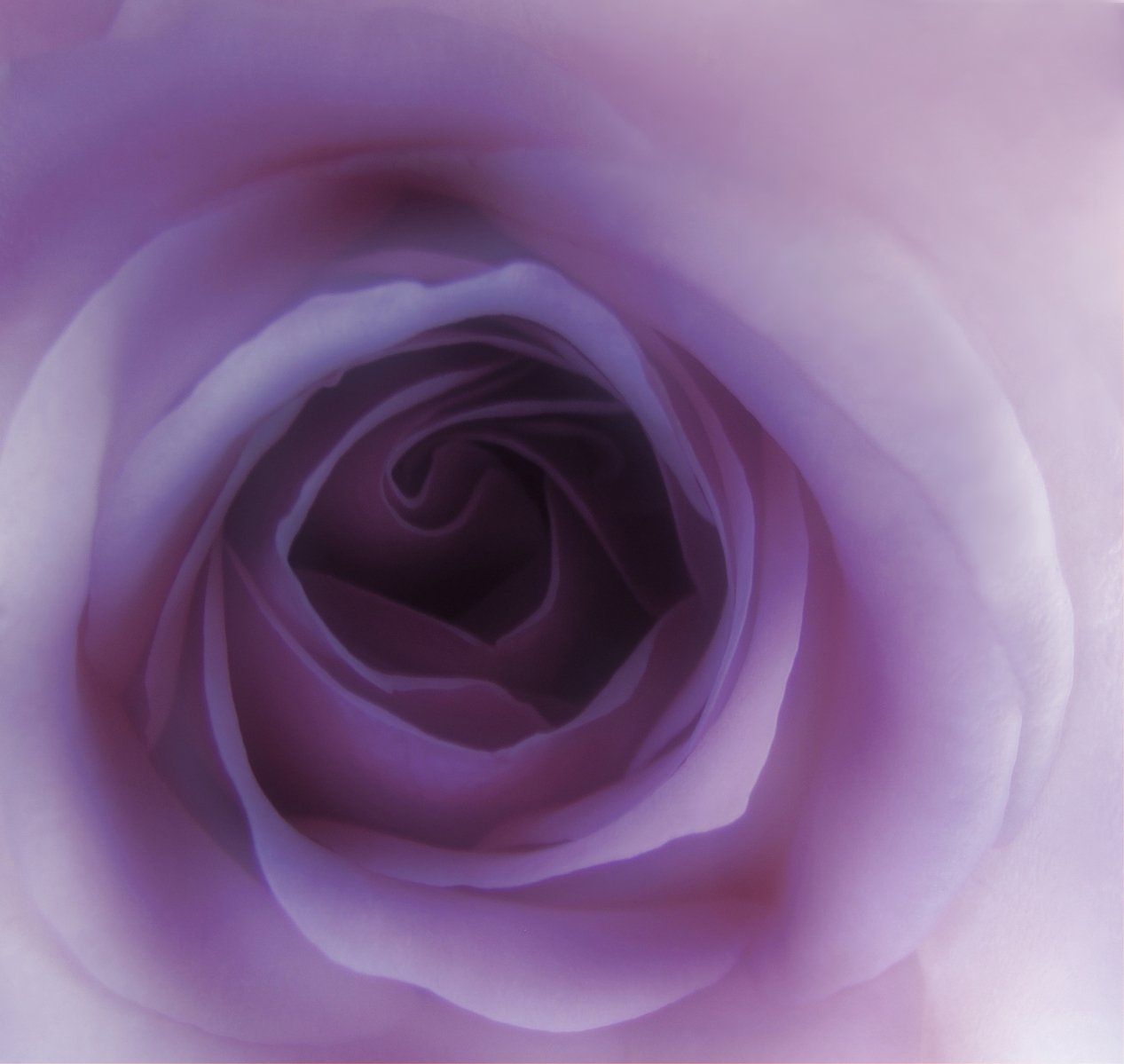 an abstract pink rose pograph taken from within