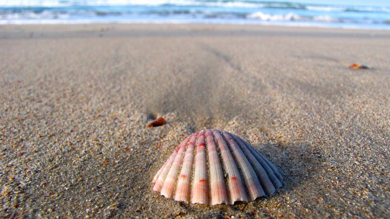 a pink shell is laying on a beach