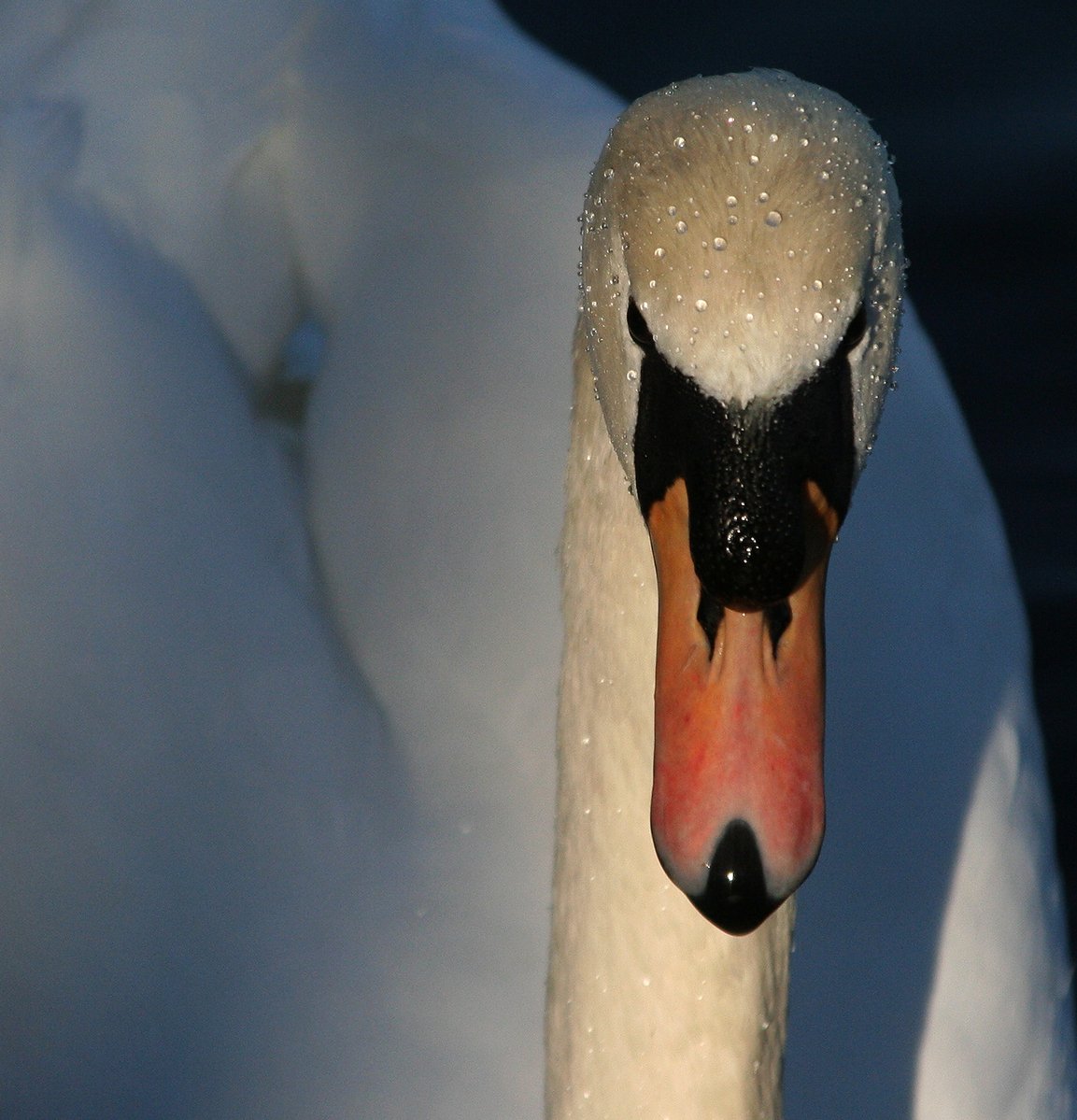 a goose is standing on the snow with its head down