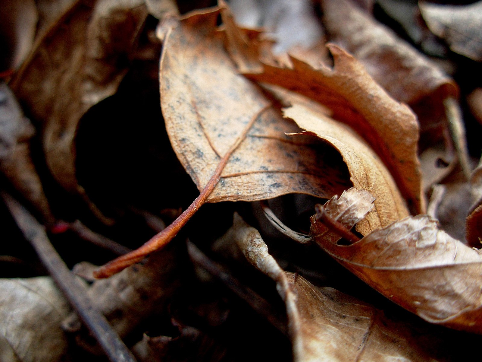 some brown leaves laying on the ground
