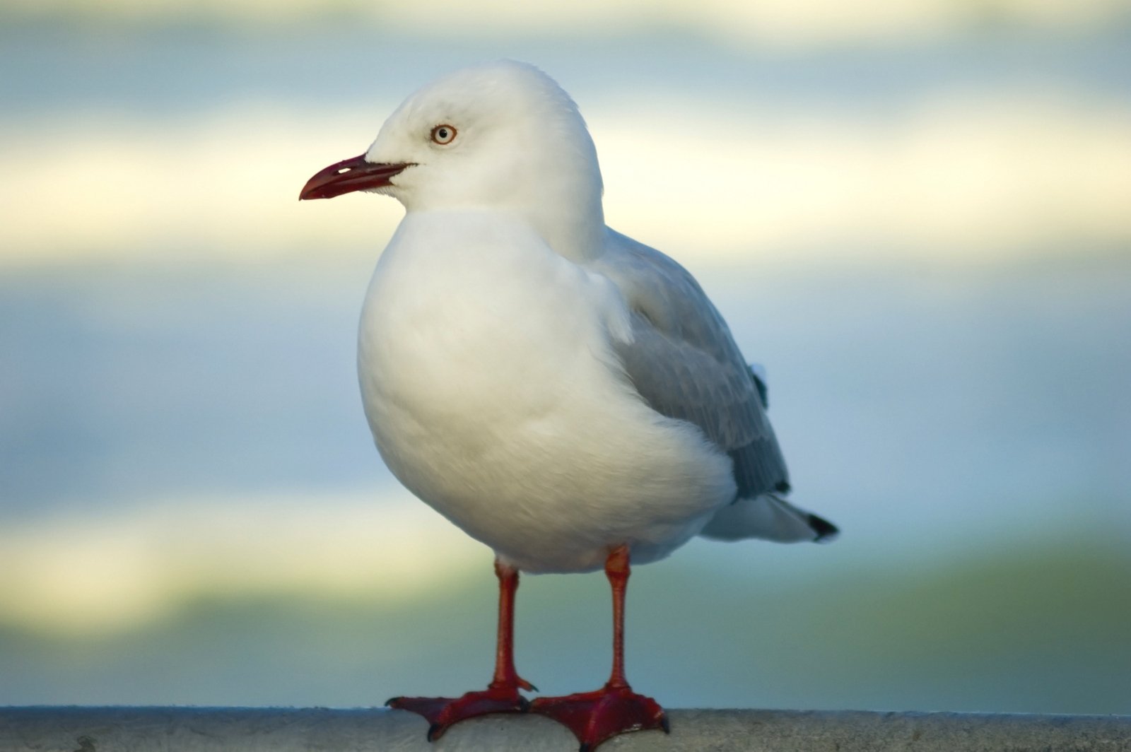 a seagull sitting on a ledge near water