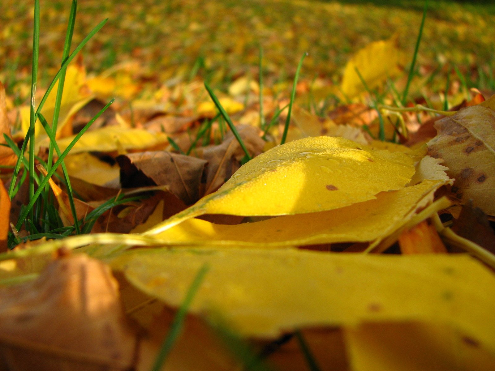 the grass is beginning to fall and leaves