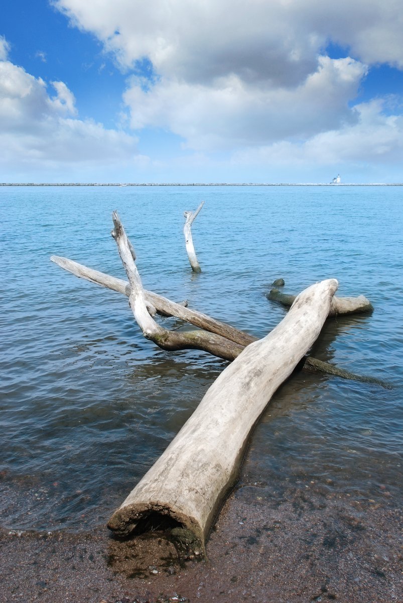 an old log sticking out of a lake with other trees in it