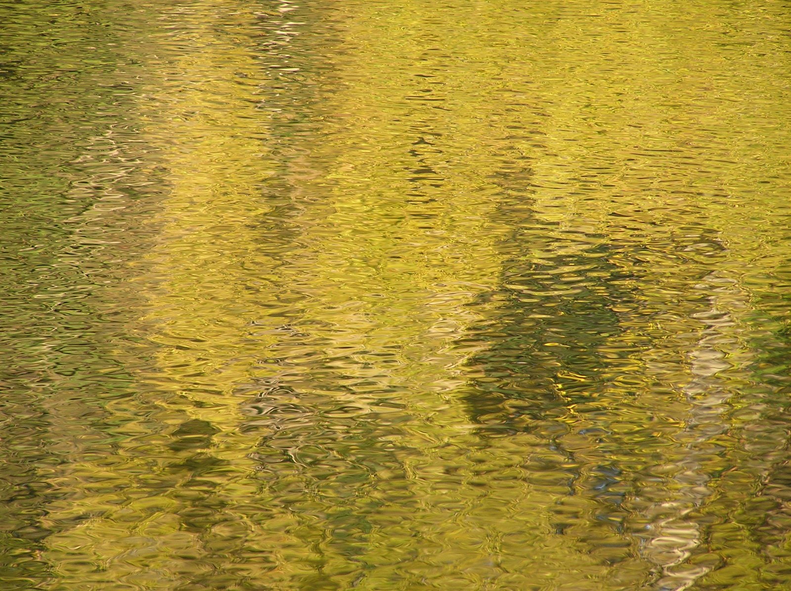 yellow colored trees reflected on the water in the sun
