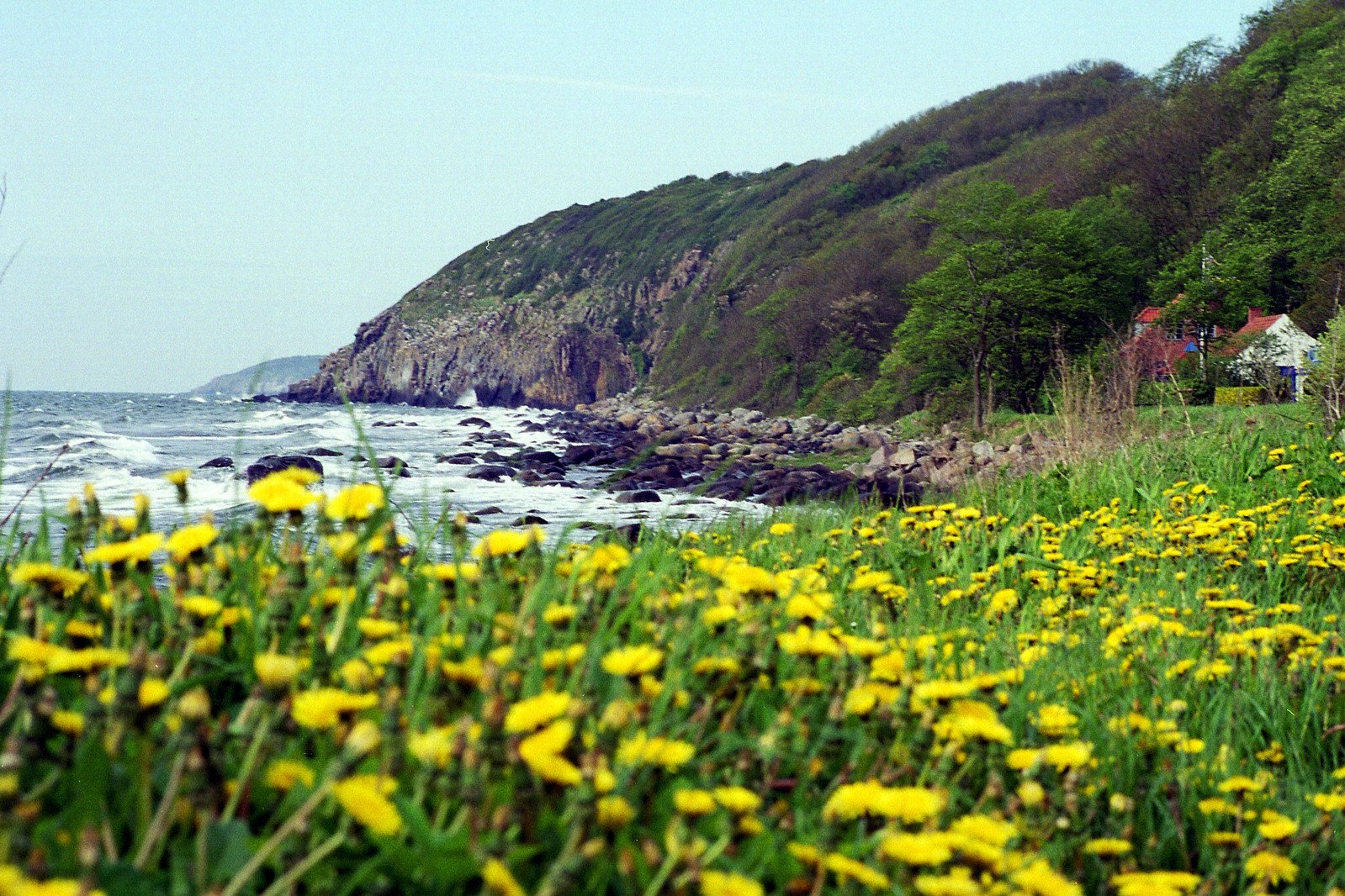 yellow flowers on the bank of the sea and mountains