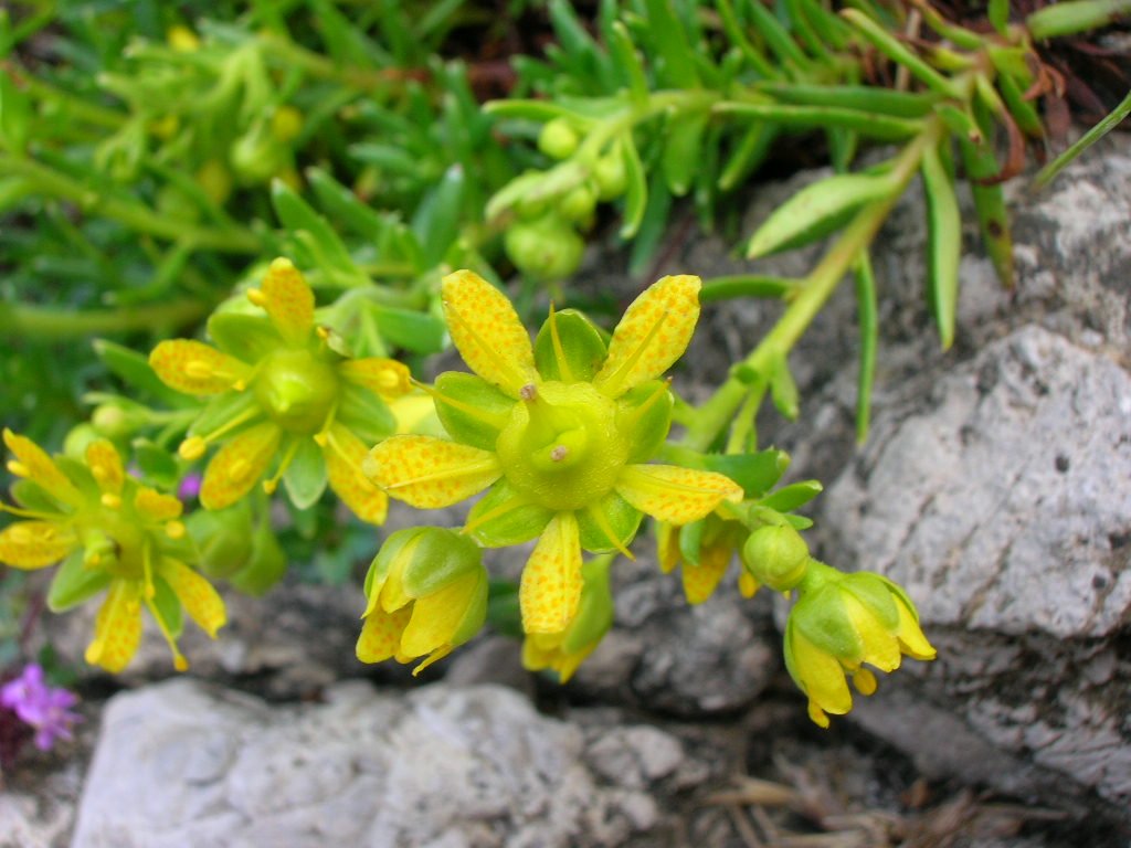 a close up of a yellow flower on some rocks