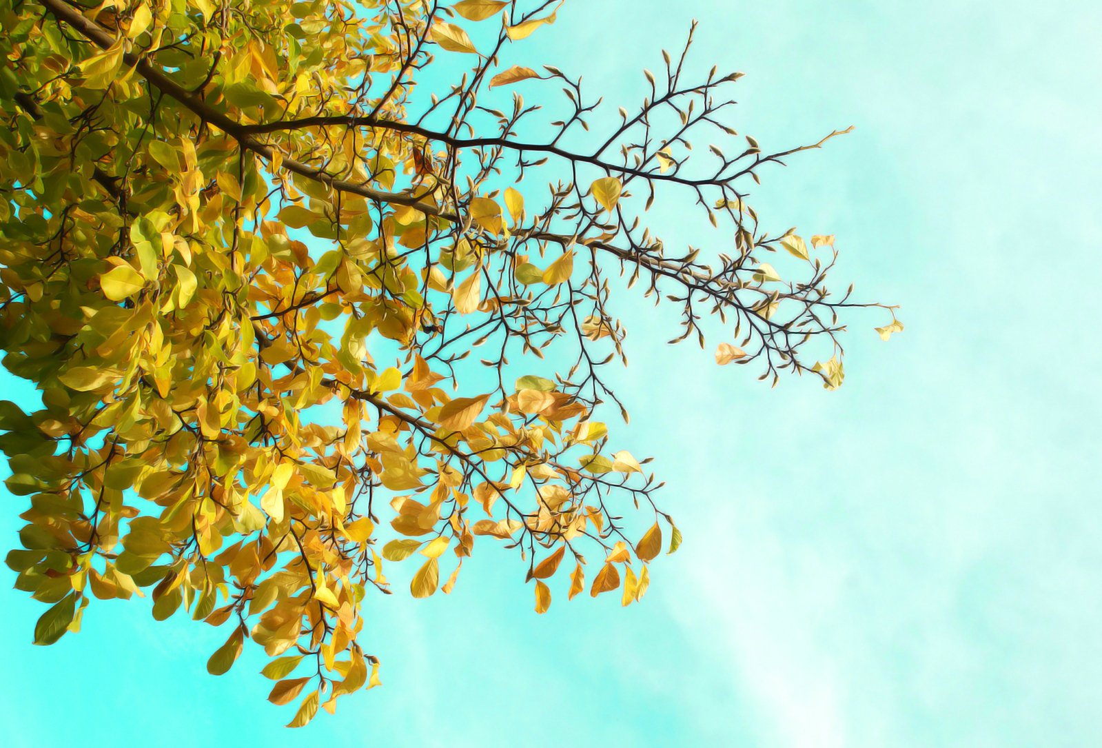 leaves on a tree in autumn against a sky background