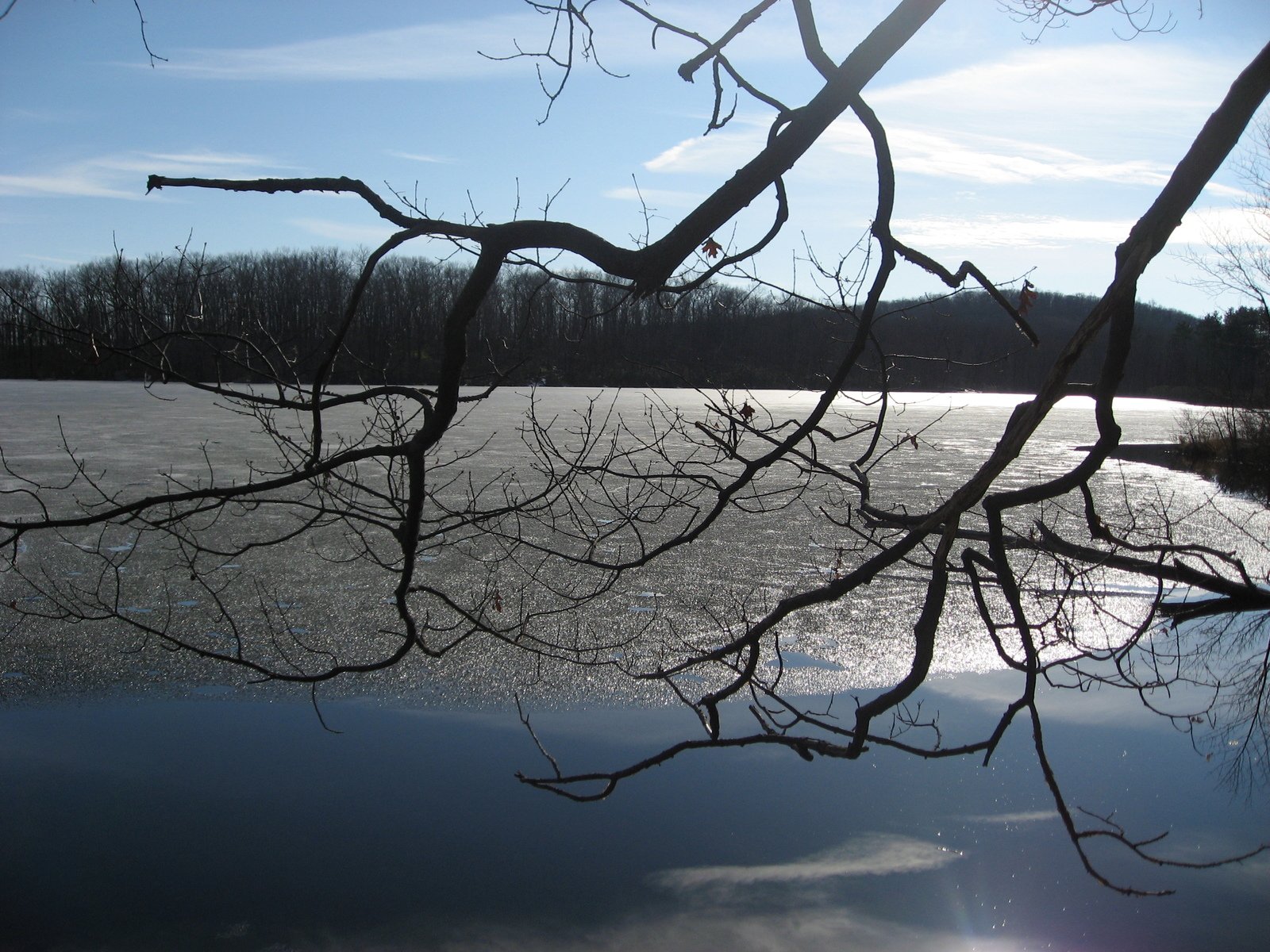 a blue sky and water with some bare trees and ice