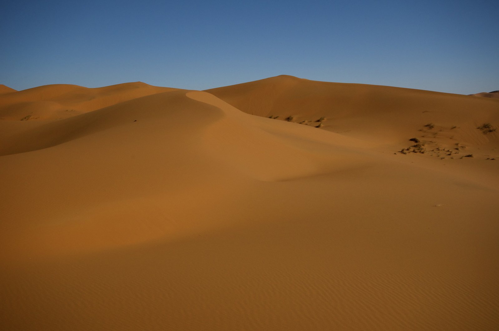 large, tan dunes in the desert under a clear blue sky