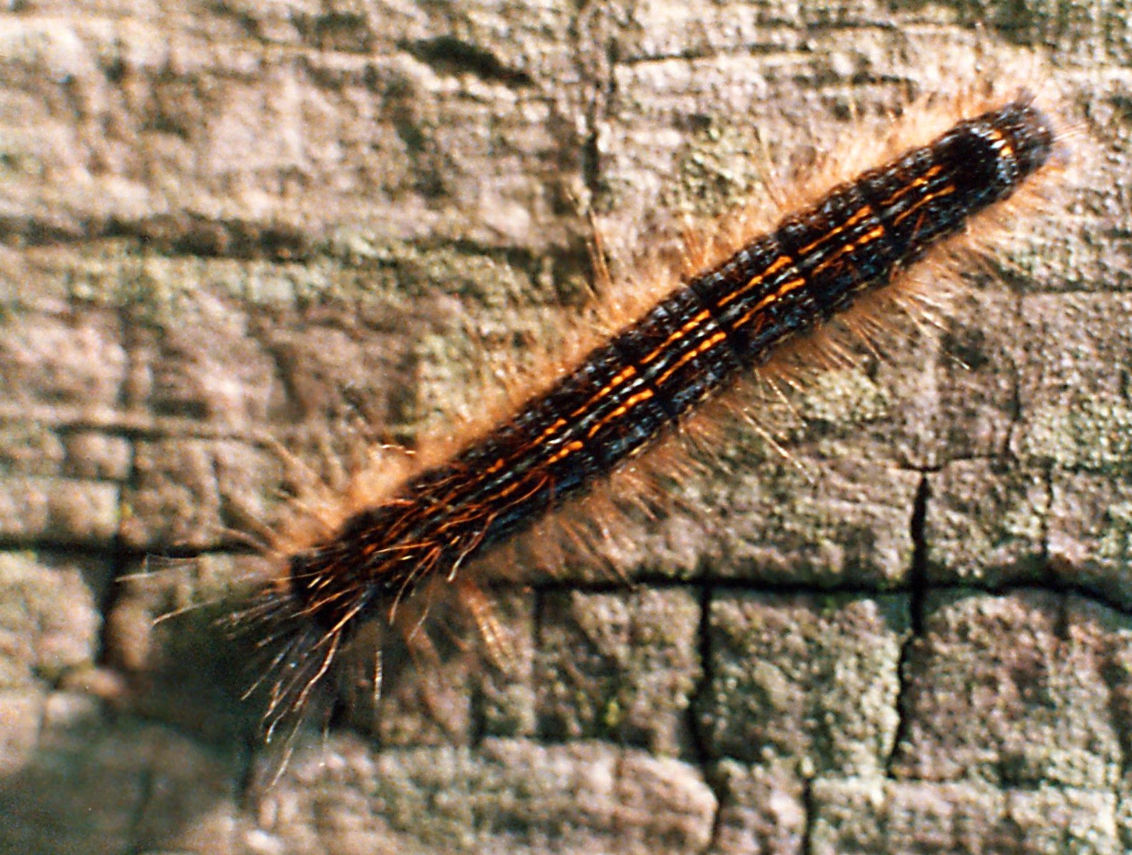 a big caterpillar laying on a wooden surface