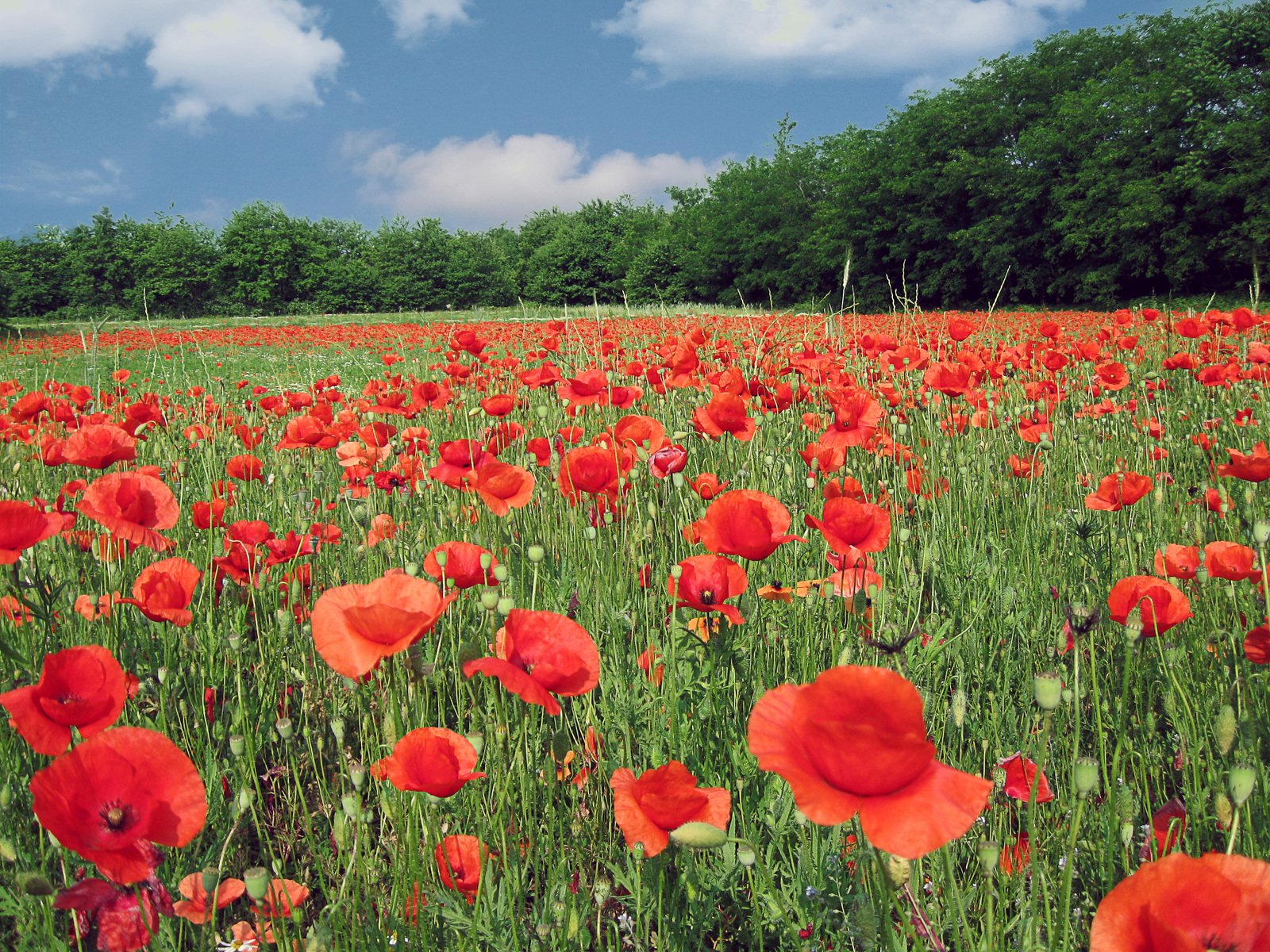 a field with a bunch of red flowers growing in it