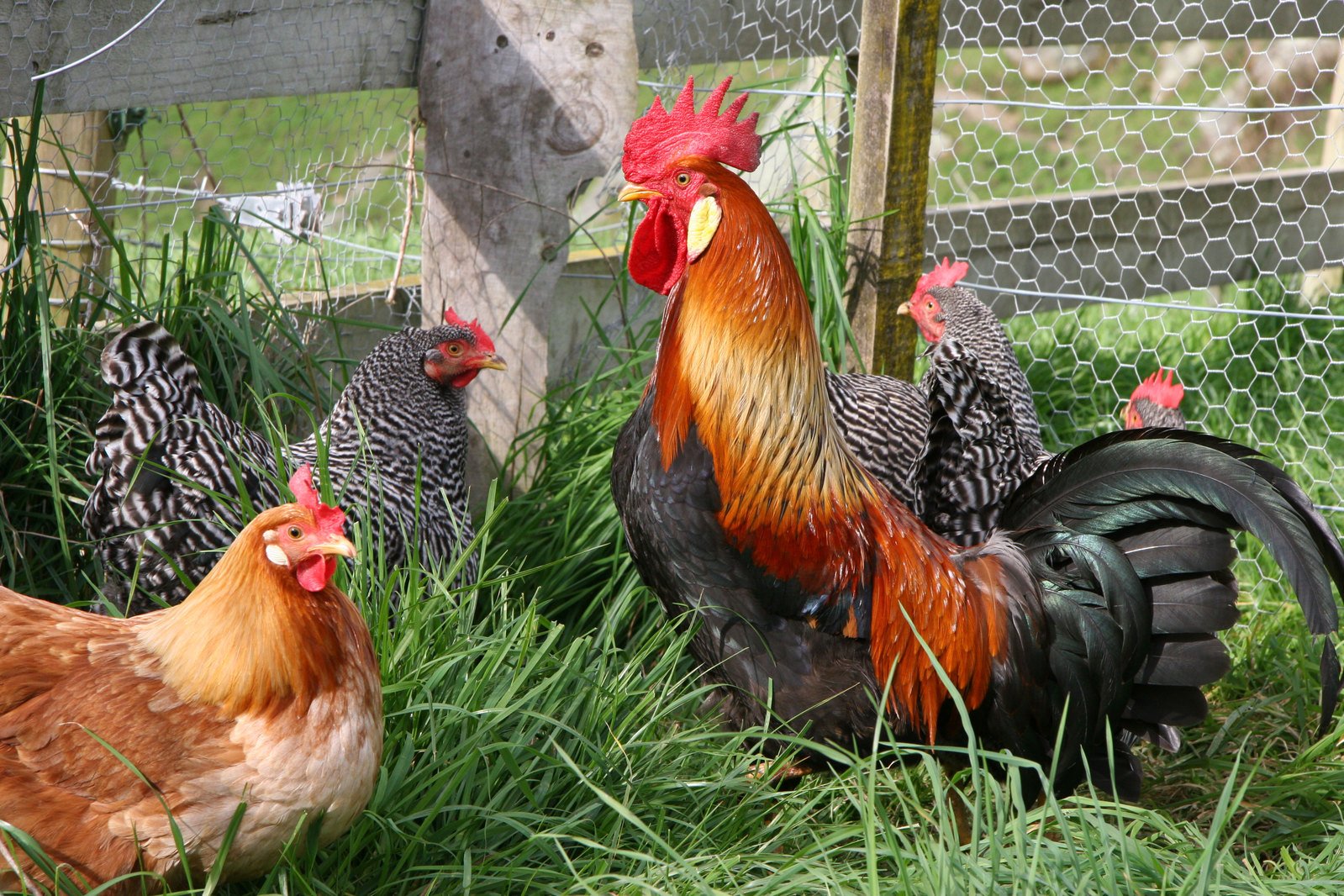 several chickens stand in the grass behind a wire fence