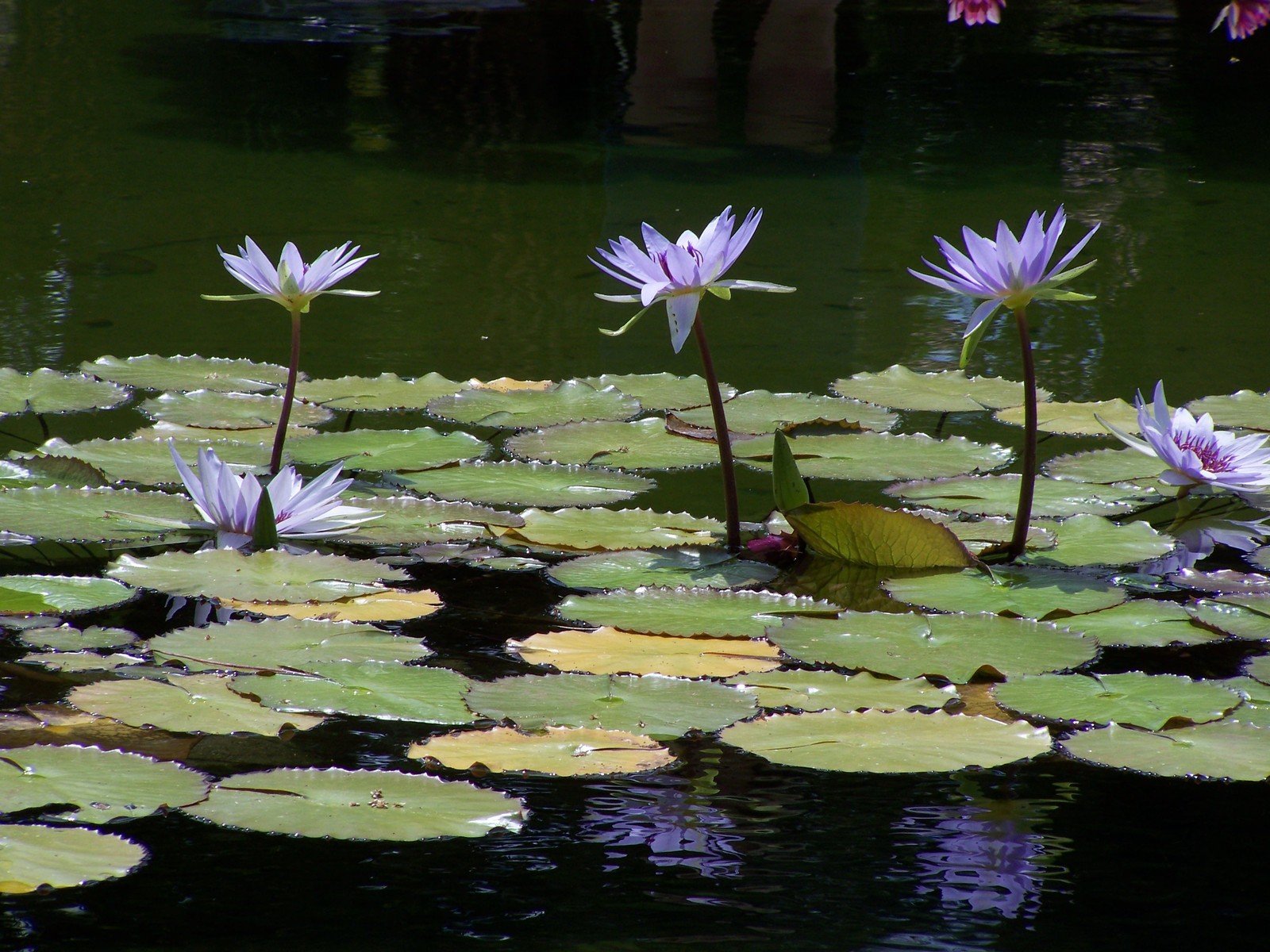 purple water lily flowers in bloom in a pond