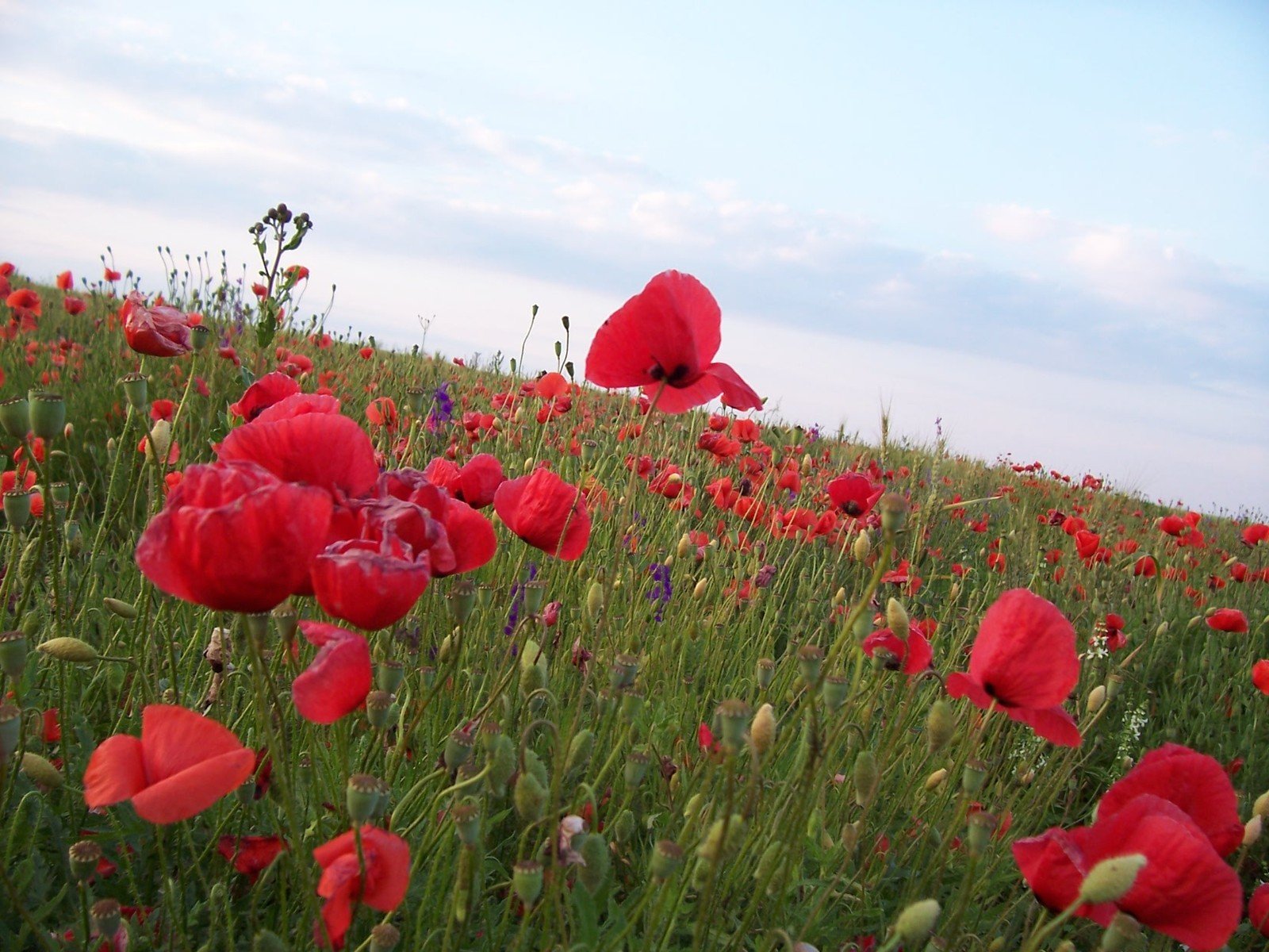 red flowers sitting in a field of tall grass