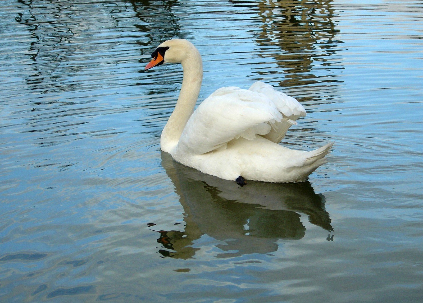 white swan swimming in the clear water of a lake