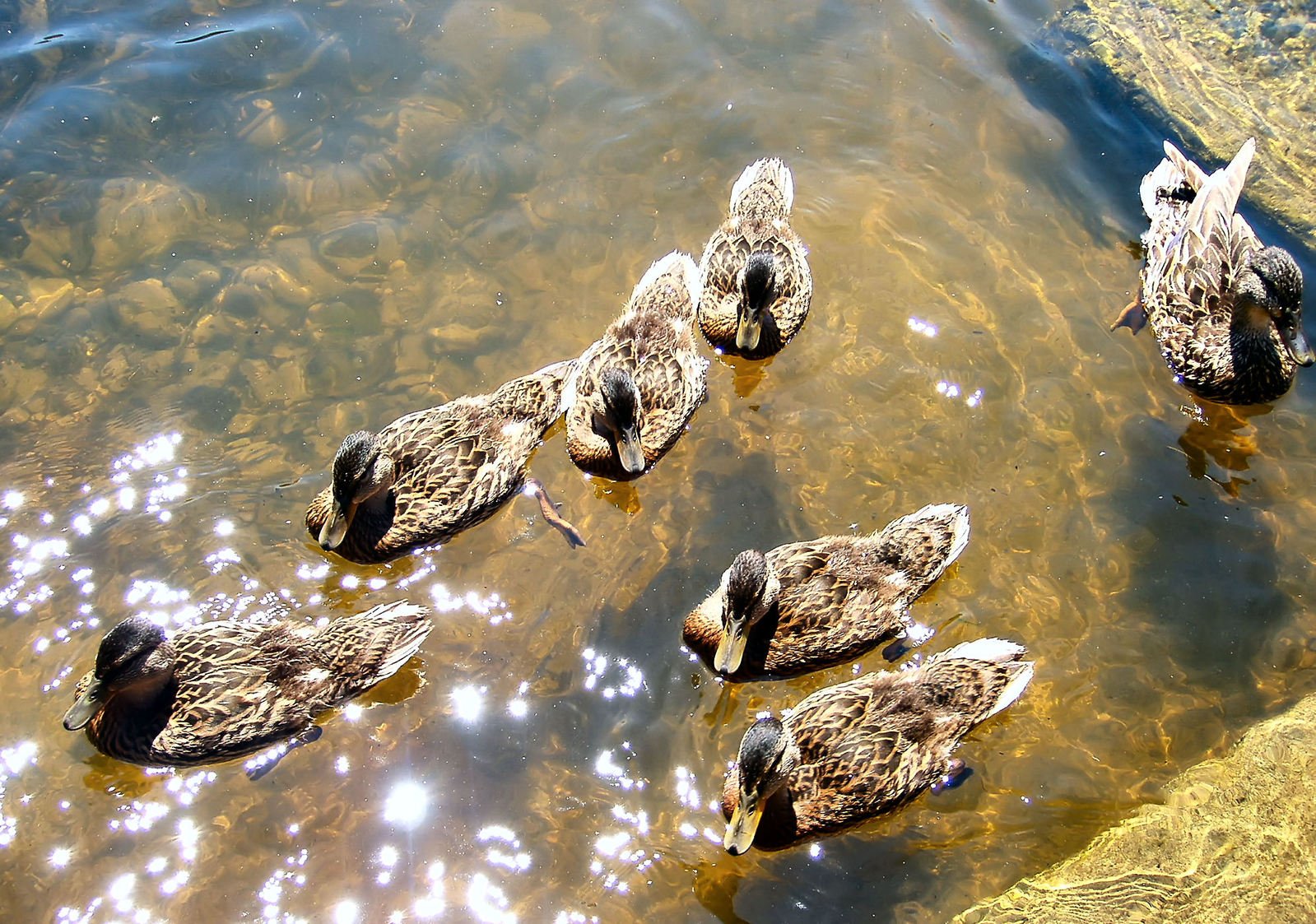 ducks swimming on the water of a pond