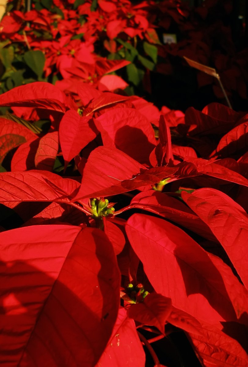 a row of red leaves in the sunlight