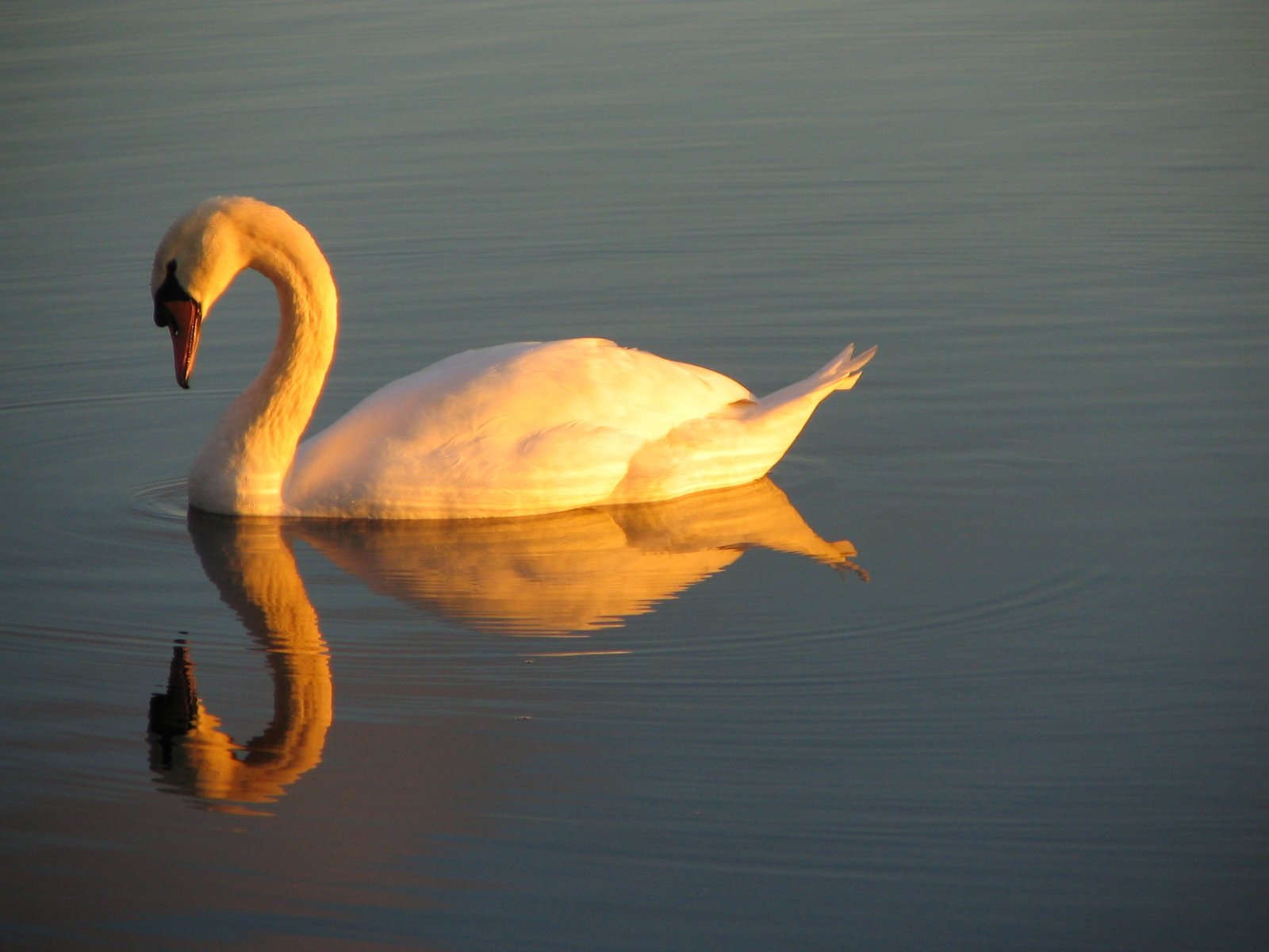 a white swan swims in the water with its beak extended