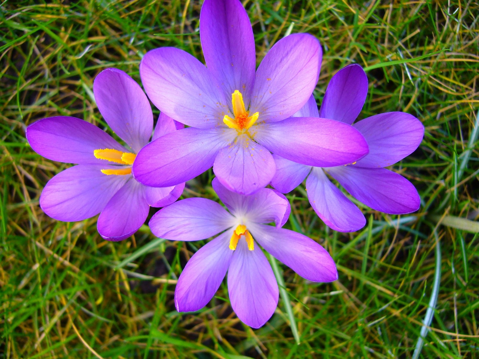three flower with large purple petals laying on the ground