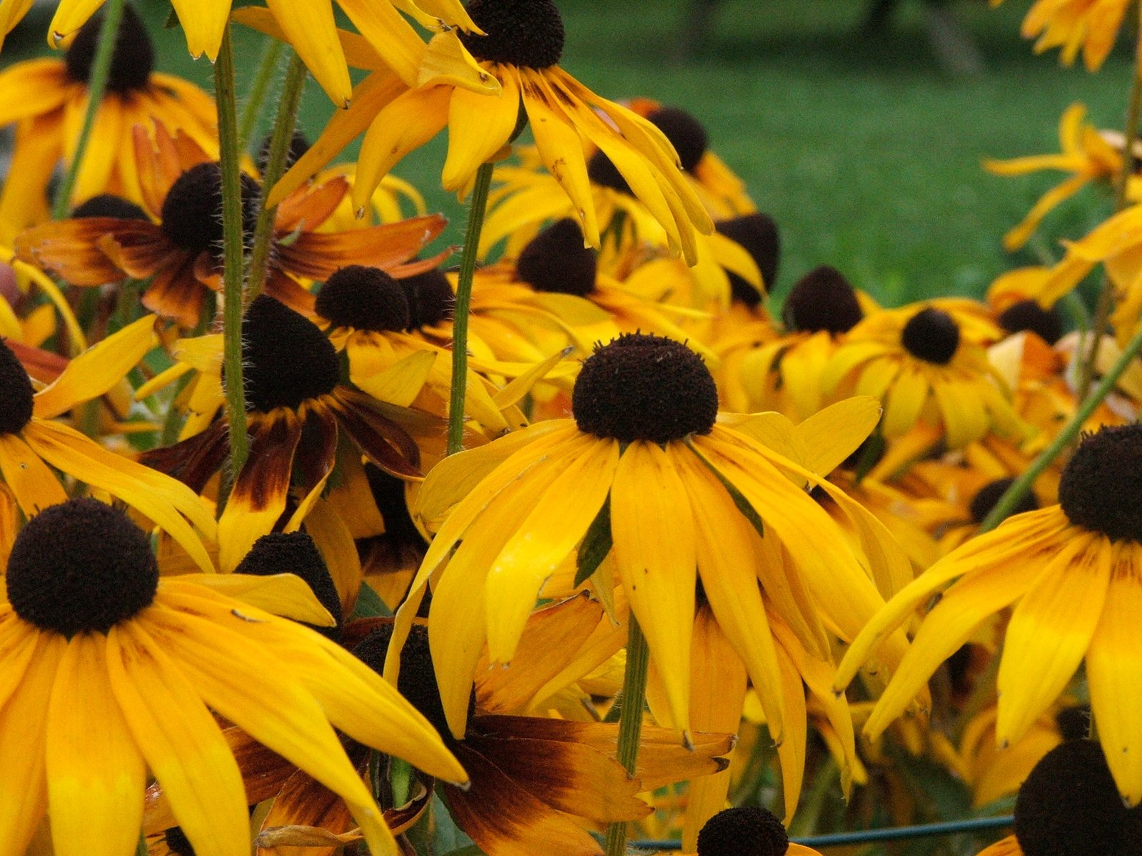 yellow flowers that are near each other in the grass