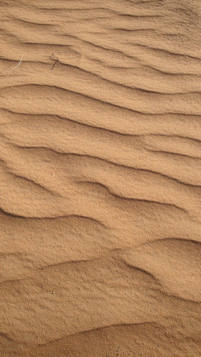 some plants are sitting in a bed of sand