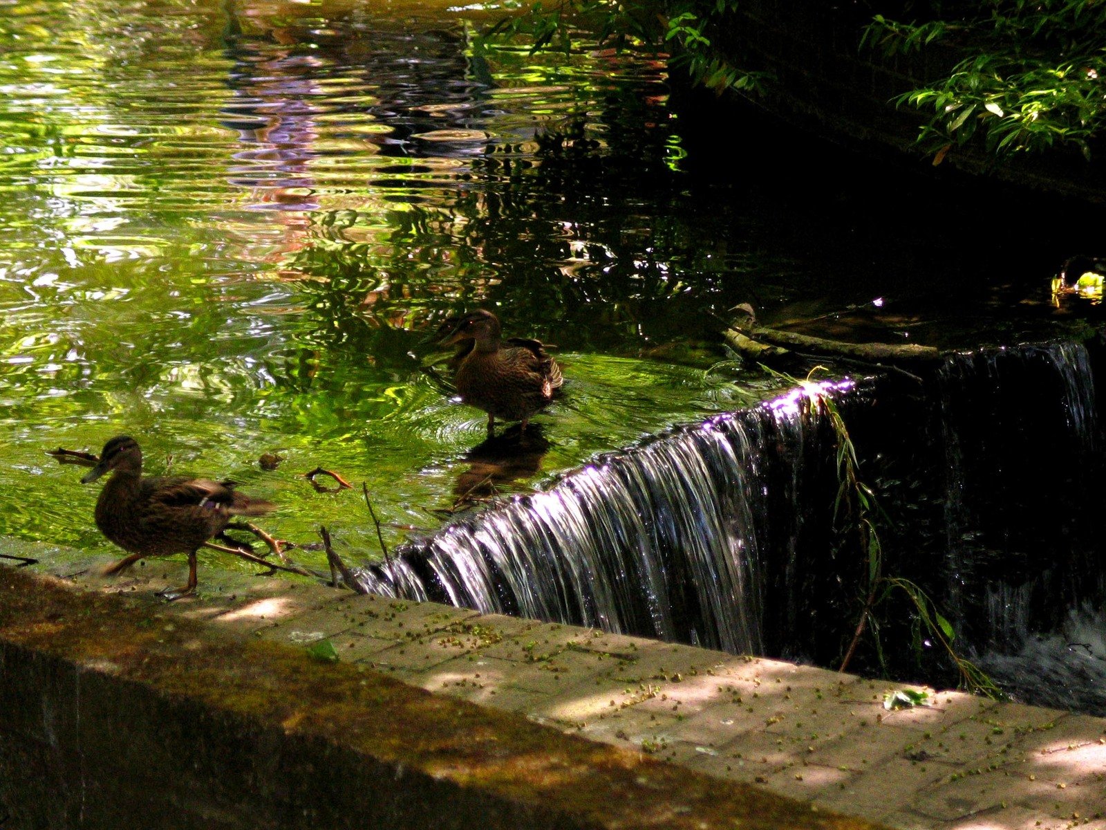 two ducks swimming in the water near a waterfall