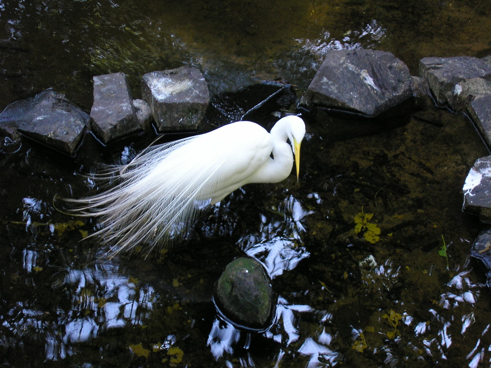 a white bird is in the water by some rocks
