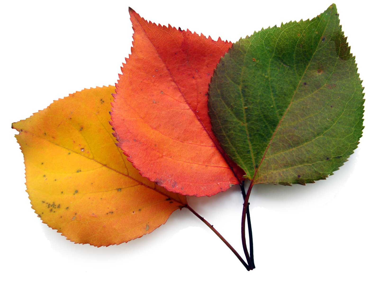 an orange and green leaf laying next to each other