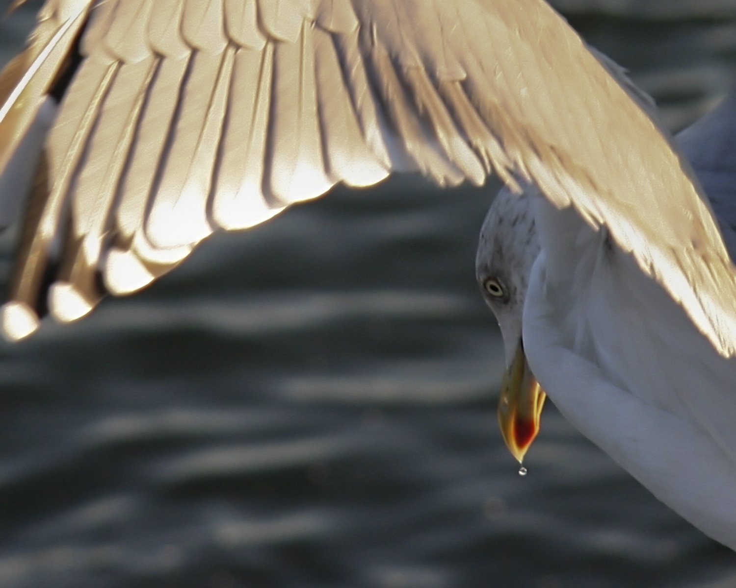 a bird that has its wings out as it lands on a body of water