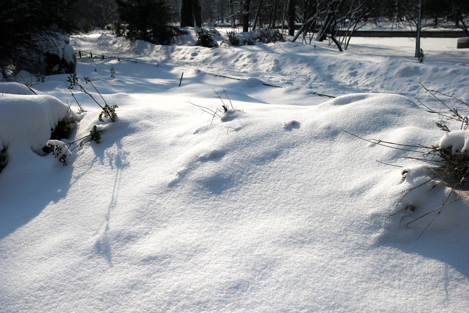 a snowy landscape covered in snow, with bushes and trees in the foreground