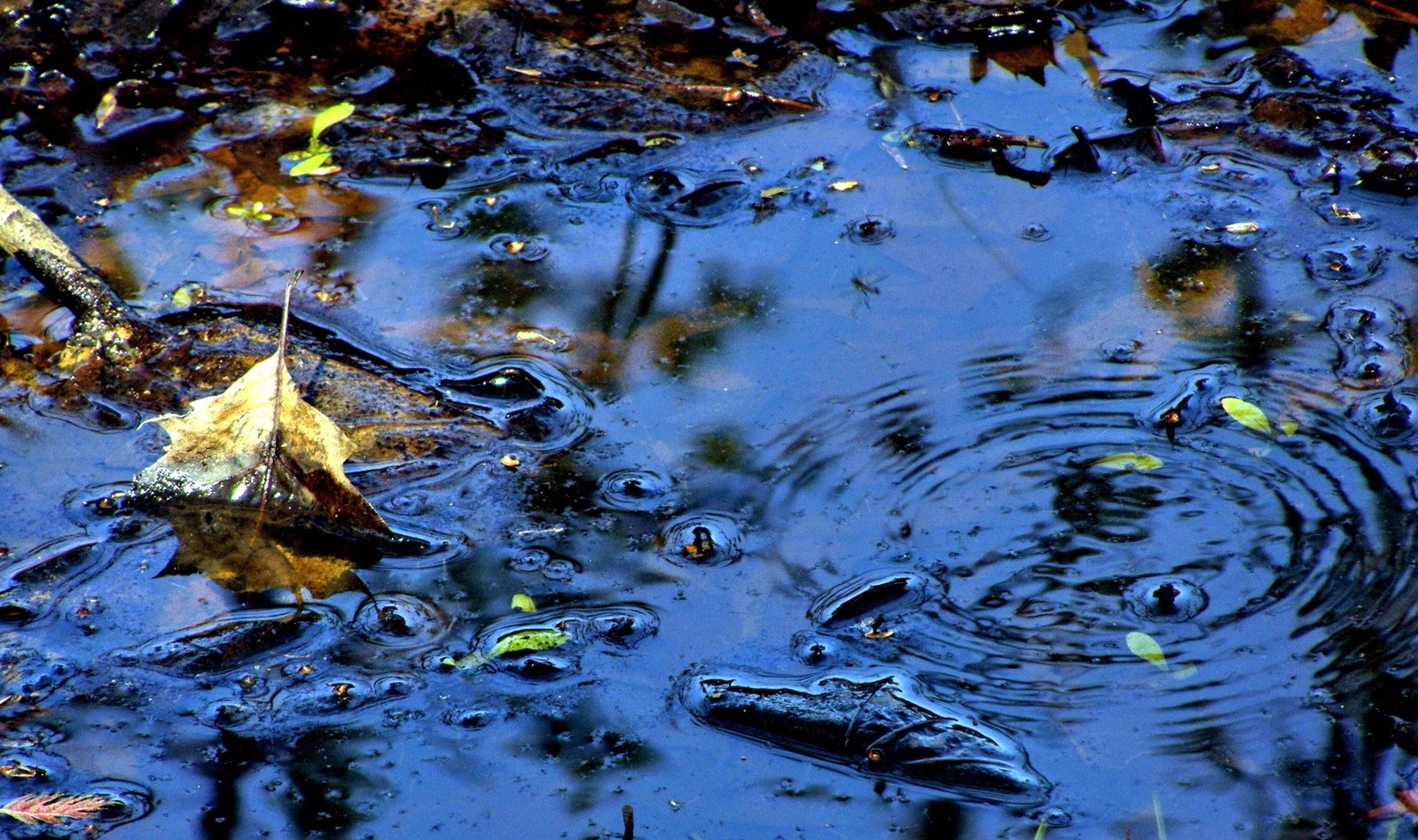 leaves floating on the surface of a pool with water