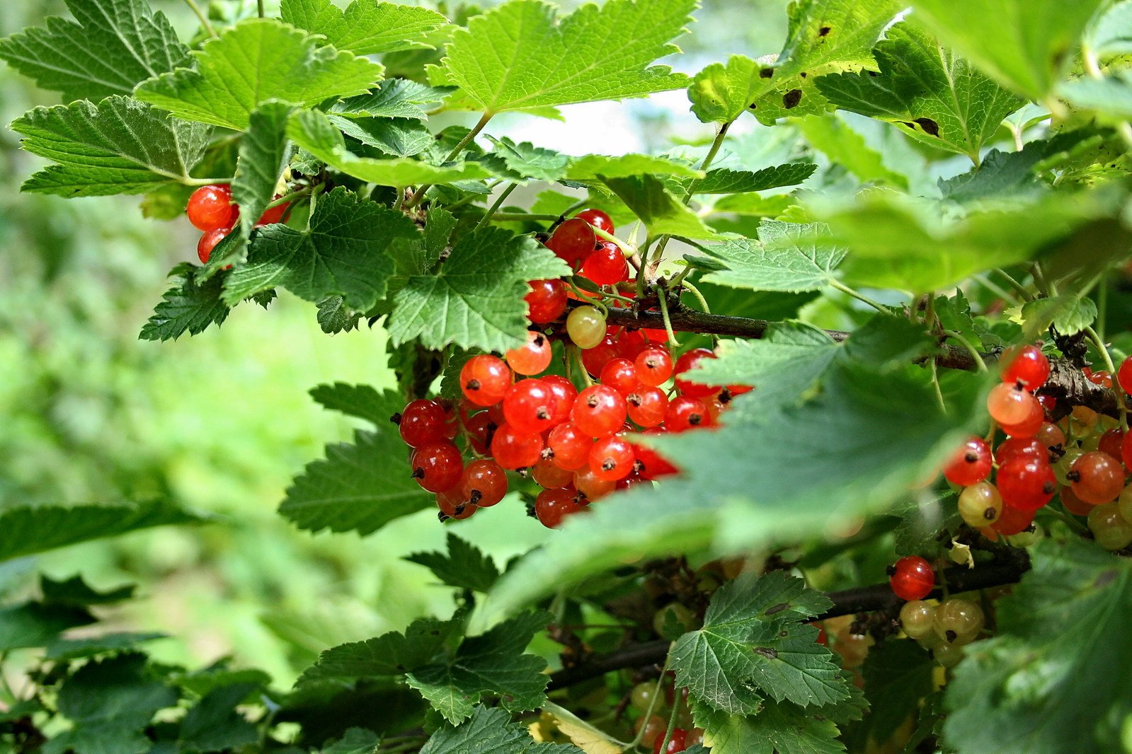 some red berries are hanging on the bush