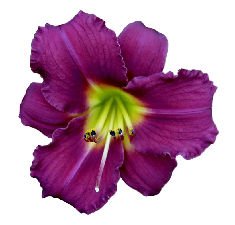 a purple flower has a yellow center