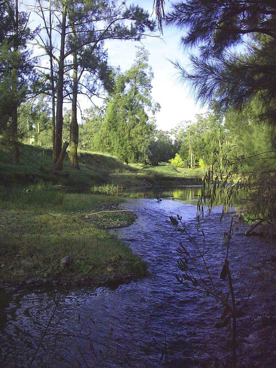a river is flowing near the forest