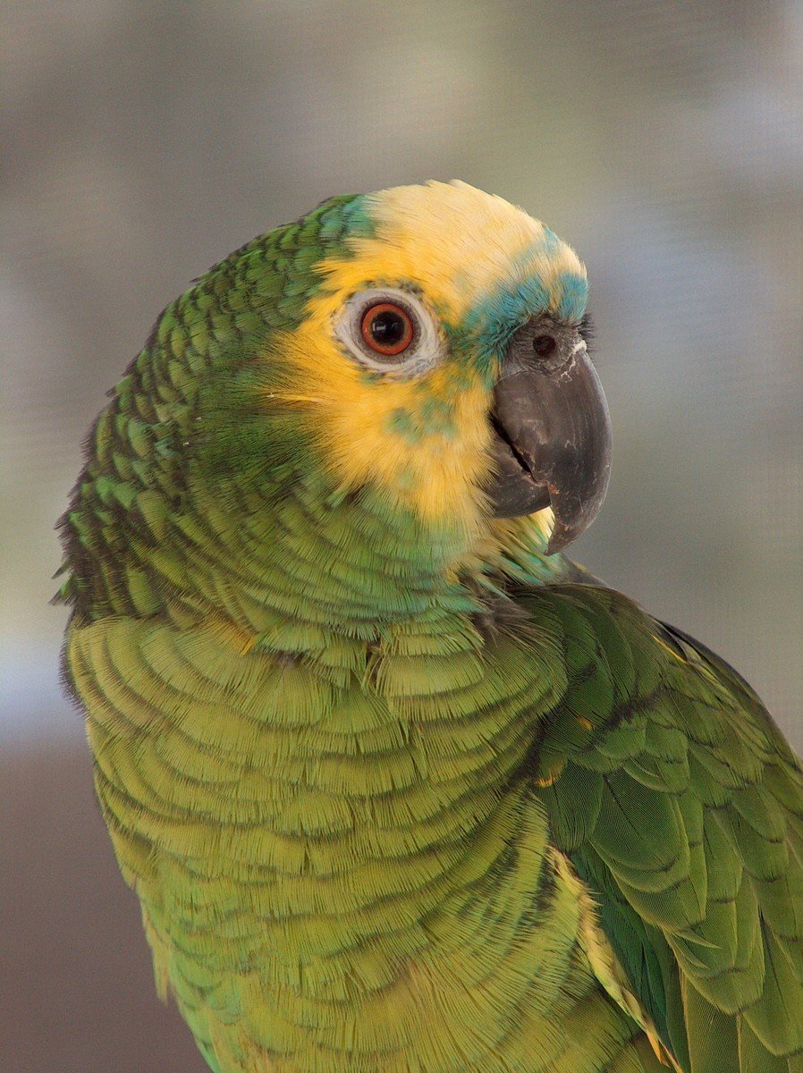 green and yellow parrot with big red eye sitting on a perch