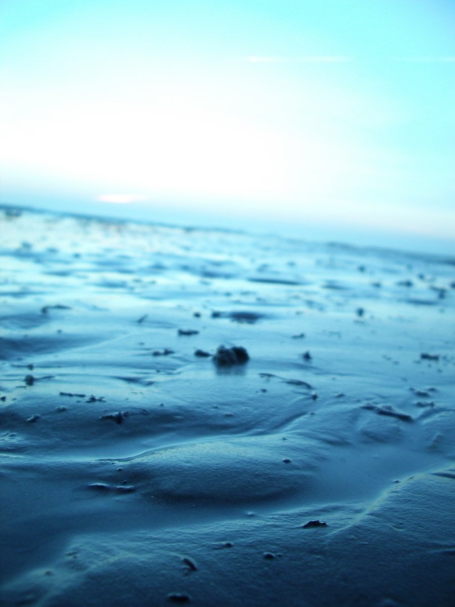 a seaweed is in the water near the shore