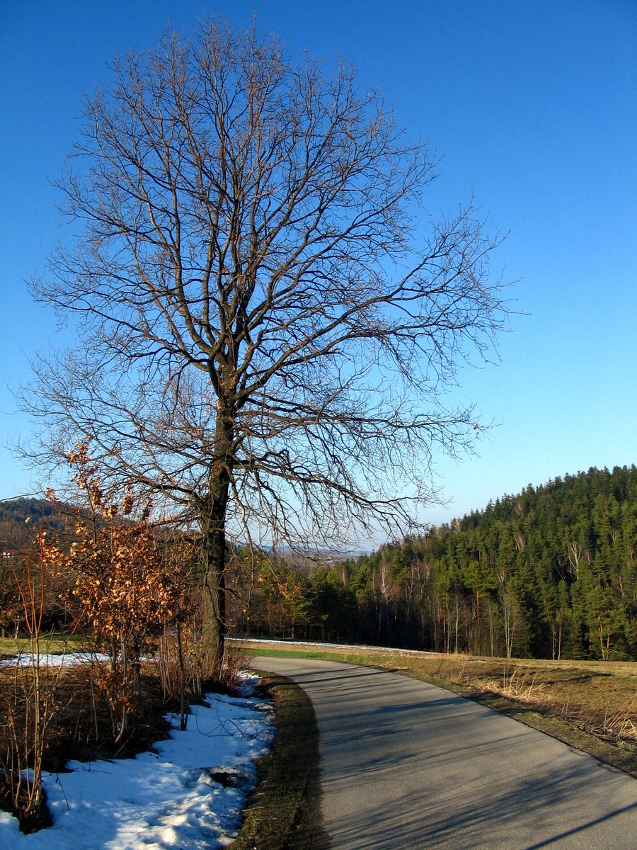 two large trees reflected in the water of a street