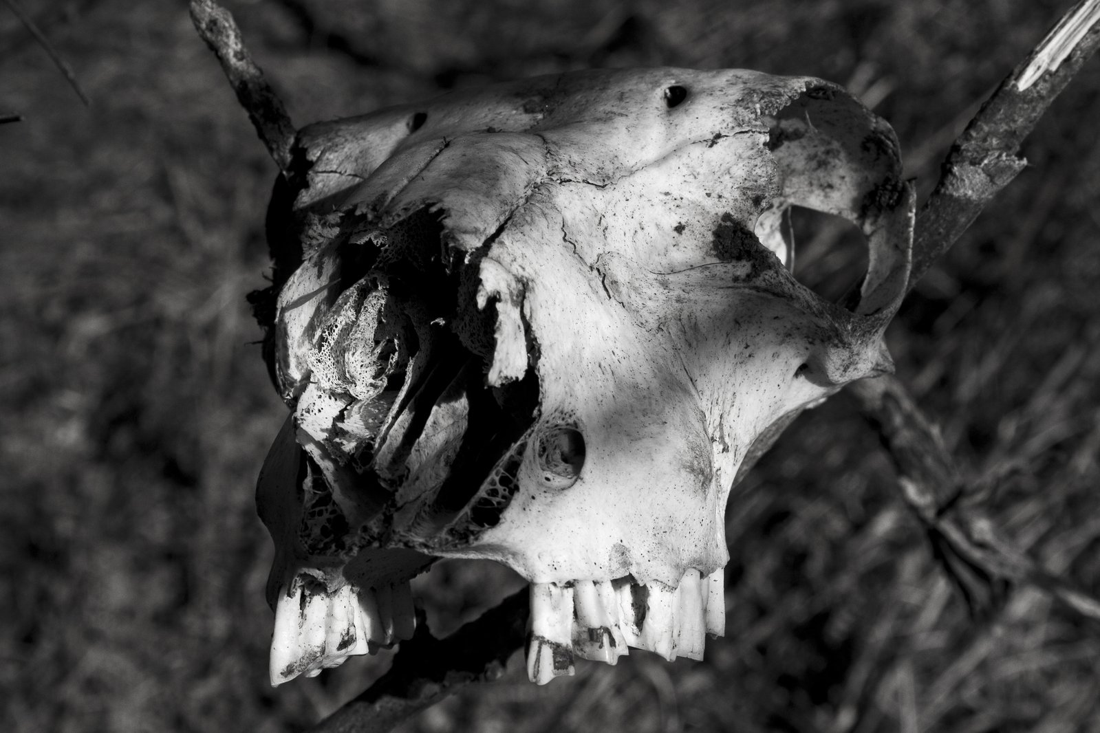 a black and white po of a skull