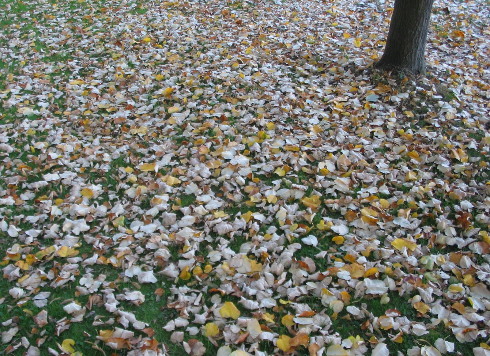 a field full of lots of leaves with a white fire hydrant in the background