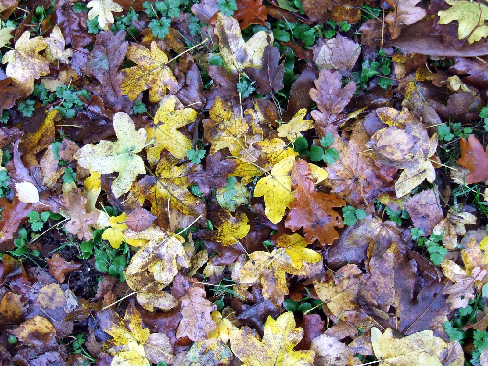 colorful leaves that are laying on the ground